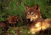 Gray Wolf mother and pup (Canis lupus)