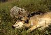 Gray Wolf mother and pup (Canis lupus)