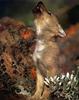 Gray Wolf pup (Canis lupus)