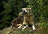 Gray Wolf mother and pup (Canis lupus)