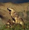 Gray Wolf mother and pup (Canis lupus)