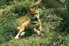 Gray Wolf pup (Canis lupus)