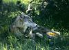 Gray Wolf mother and pup (Canis lupus)