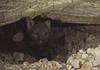 Gray Wolf pups (Canis lupus)