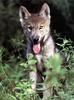 Gray Wolf pup (Canis lupus)