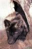 Gray Wolf pup (Canis lupus)