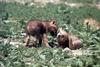 Gray Wolf pups (Canis lupus)