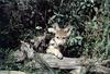 Gray Wolf pup (Canis lupus)