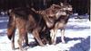 Gray Wolves (Canis lupus)