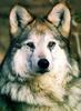 Gray Wolf (Canis lupus)