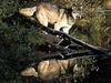 Gray Wolf (Canis lupus)