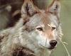 Gray Wolf (Canis lupus)