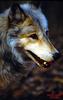 Gray Wolf (Canis lupus)