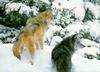 Gray Wolves (Canis lupus)