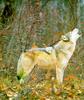 Gray Wolf (Canis lupus)