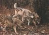 Gray Wolves (Canis lupus)