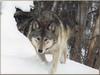 Gray Wolf (Canis lupus)