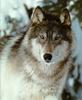 Gray Wolf (Canis lupus)