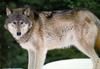 Gray Wolf (Canis lupus)