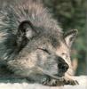 Gray Wolf (Canis lupus)