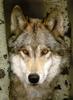 Gray Wolf (Canis lupus)