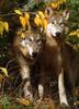 Gray Wolves (Canis lupus)