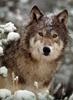 Gray Wolf (Canis lupus)