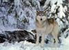 Gray Wolf (Canis lupus)