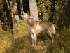 Gray Wolf (Canis lupus)
