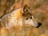 Gray Wolf (Canis lupus)