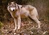 Gray Wolf (Canis lupus)