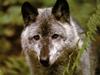 Gray Wolf (Canis lupus)