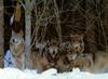 Gray Wolves (Canis lupus)