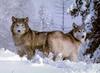 Gray Wolves (Canis lupus)