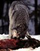Gray Wolf (Canis lupus)