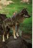 Gray Wolf (Canis lupus)