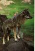 Gray Wolf (Canis lupus)