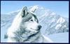 [Animal Art] Gray Wolf (Canis lupus)