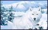 [Animal Art] Gray Wolf (Canis lupus)