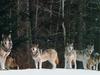 Gray Wolves (Canis lupus)