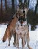 Gray Wolves (Canis lupus)