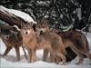 Gray Wolves (Canis lupus)