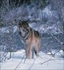 Gray Wolf (Canis lupus)