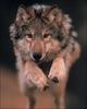 Gray Wolf (Canis lupus)