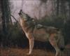 Gray Wolf (Canis lupus)