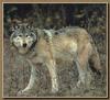 Gray Wolf (Canis lupus)