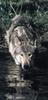 Gray Wolf (Canis lupus)