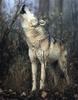 Gray Wolf (Canis lupus)