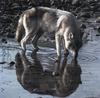 Gray Wolf (Canis lupus)