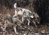 Gray Wolves (Canis lupus)